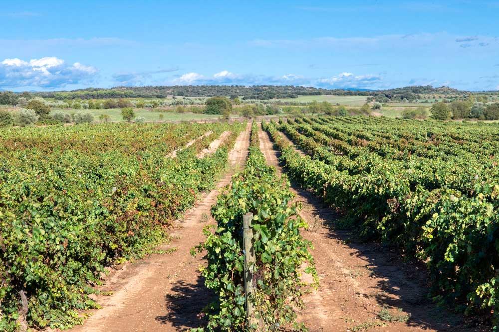 Imagen Nuevo plan de dinamización en la Comarca SABOREA GUARA SOMONTANO